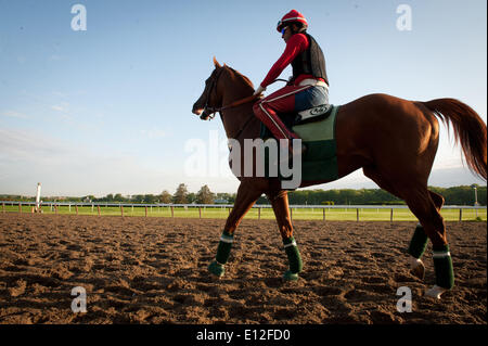 Elmont, New York, USA. 21 mai, 2014. Kentucky Derby et Preakness, CHROME gagnant Californie formé par Sherman Art, avec l'exercice rider Willie Delgado décale de la voie principale à Belmont Park, le mercredi 21 mai 2014. California Chrome est un bon espoir pour courir à la 146e Belmont Stakes, le 7 juin. Credit : Bryan Smith/ZUMAPRESS.com/Alamy Live News Banque D'Images