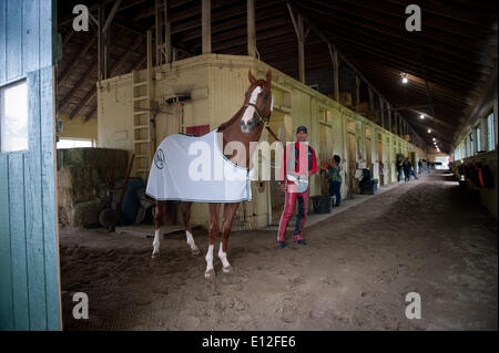 Elmont, New York, USA. 21 mai, 2014. Kentucky Derby et Preakness, CHROME gagnant Californie formé par Sherman Art, dirigé par exercice rider Willie Delgado, promenades le hangar ligne à Belmont Park, le mercredi 21 mai 2014. California Chrome est un bon espoir pour courir à la 146e Belmont Stakes, le 7 juin. Credit : Bryan Smith/ZUMAPRESS.com/Alamy Live News Banque D'Images