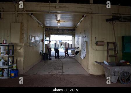 Elmont, New York, USA. 21 mai, 2014. Kentucky Derby et Preakness, CHROME gagnant Californie formé par Sherman Art, dirigé par exercice rider Willie Delgado, promenades le hangar ligne à Belmont Park, le mercredi 21 mai 2014. California Chrome est un bon espoir pour courir à la 146e Belmont Stakes, le 7 juin. Credit : Bryan Smith/ZUMAPRESS.com/Alamy Live News Banque D'Images