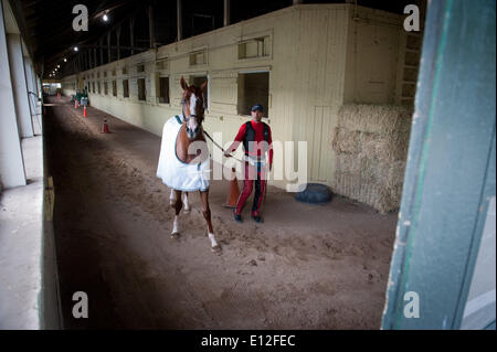 Elmont, New York, USA. 21 mai, 2014. Kentucky Derby et Preakness, CHROME gagnant Californie formé par Sherman Art, dirigé par exercice rider Willie Delgado, promenades le hangar ligne à Belmont Park, le mercredi 21 mai 2014. California Chrome est un bon espoir pour courir à la 146e Belmont Stakes, le 7 juin. Credit : Bryan Smith/ZUMAPRESS.com/Alamy Live News Banque D'Images