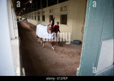 Elmont, New York, USA. 21 mai, 2014. Kentucky Derby et Preakness, CHROME gagnant Californie formé par Sherman Art, dirigé par exercice rider Willie Delgado, promenades le hangar ligne à Belmont Park, le mercredi 21 mai 2014. California Chrome est un bon espoir pour courir à la 146e Belmont Stakes, le 7 juin. Credit : Bryan Smith/ZUMAPRESS.com/Alamy Live News Banque D'Images