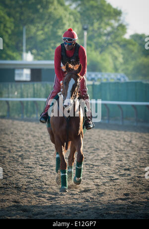 Elmont, New York, USA. 21 mai, 2014. Kentucky Derby et Preakness, CHROME gagnant Californie formé par Sherman Art, avec l'exercice rider Willie Delgado décale de la voie principale à Belmont Park, le mercredi 21 mai 2014. California Chrome est un bon espoir pour courir à la 146e Belmont Stakes, le 7 juin. Credit : Bryan Smith/ZUMAPRESS.com/Alamy Live News Banque D'Images