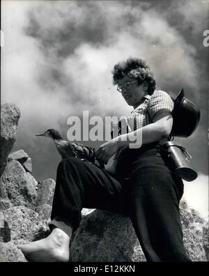 24 février 2012 - Préfet de Lundy Island ; avec des mains expérimentées, Barbara Whitaker a levé la peur jeune shag de son nid, et après qu'elle lui mettra annelés. Banque D'Images