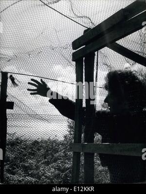 24 février 2012 - Préfet de Lundy Island : Barbara Whitaker trouve une prise dans son piège Helgoland pendant sa visite du matin de l'île. C'est un saule orangée et elle est sur le point de la retrouver dans le mesh. Banque D'Images