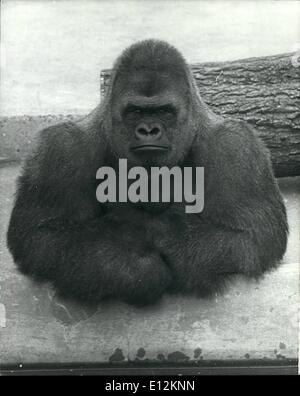 24 février 2012 - L'hiver de mécontentement ; Bukhama, un gorille de seize ans dans le Zoo de Dudley dans les Midlands de l'Ouest n'est pas tellement satisfait de la vie. Peut-être son la météo, qui, avec des problèmes industriels est en Grande-Bretagne une misérable place à l'heure actuelle. Pas étonnant qu'il semble si sombre. Banque D'Images