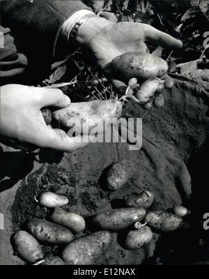 24 février 2012 - à la recherche de la pomme de terre parfaite. Photo montre : Les semis de pommes de terre sont levées à la main et certains d'entre eux sont sélectionnés pour les tests de laboratoire. 15 ans la recherche pour la pomme de terre parfaite. L'Ecosse mène toujours le monde en amélioration de la pomme de terre. C'est le Dr Williams Black de Boghall ferme près de Edinburgh , Ecosse, qui a découvert les meilleurs au monde et de pommes de terre parfaite en 1946 après avoir travaillé pendant 20 ans et l'ont appelé le ''Craig's Bounty''. La recherche continue pour lutter contre les maladies dans les pommes de terre et stunt les diverses affections qu'il étrange effet. Dr Banque D'Images