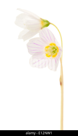 L'oxalide commun macro fleurs Banque D'Images