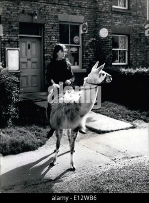 Le 26 février 2012 - Julie le millage -par lama. Trottine sur la voies de Melton, Yorkshire sur sa monture, 15 ans Julie Cook s'accompagne généralement de bien remuer pendant qu'elle est montée, pas sur un cheval, mais sur un lama ! Le père de Julie a acheté la liberté , le lama pour 50 à partir de la proximité de Flamingo Park Zoo comme animal de compagnie - et lui a promis à Julie si elle pourrait se briser en lui. Elle a maintenant été équitation, ou essayant de le monter pendant un an, et a enfin réussi à lui enseigner à être obéissants - bien qu'il n'avoir un esprit de ses propres, et aime faire son propre était occasionnellement Banque D'Images