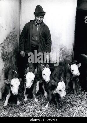 25 février 2012 - sensationnel dans une vache bavaroise-stable : La GC ''Amsel'' de l'agriculteur (Anton Anton Stegmuller Stegmuller) dans Eppisburg/West-Germany a donné naissance à des quintuplés. Le professeur Franz Pirkner, chef de l'Animal-Breeder-Institut à Munich/Allemagne- Ouest croit que la raison de cette naissance-'miracle'' est un traitement aux hormones. Le propriétaire, agriculteur Stegumuller ont des doutes : 'aussi les autres vaches s'hormones, mais c'est arrivé rien" Banque D'Images