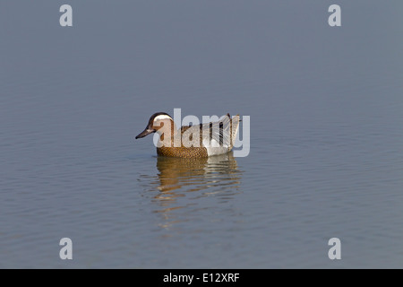 Sarcelle d'été Anas querquedula Drake à Claj réserver Norfolk peut Banque D'Images