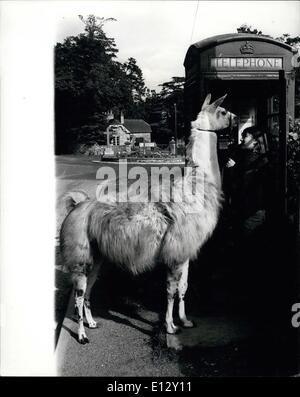 Le 26 février 2012 - Julie rides au village par Llama Ã¢â€" trottant le long des ruelles de Malton Yorkshire sur sa monture, 15 ans Banque D'Images