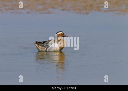 Sarcelle d'été Anas querquedula Drake à Claj réserver Norfolk peut Banque D'Images