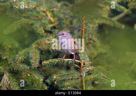 Hedge Sparrow Prunella modularis in garden Banque D'Images