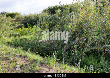 Cannes de géant sur le green en campagne italienne Banque D'Images