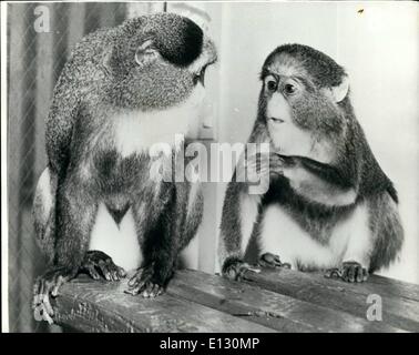 Le 26 février 2012 - ''Vous pouvez dire cela encore''. L'étude de la communication entre les singes révèle souvent effrayant distinctives dans la conversation entre les humains. Repéré ici au zoo de Los Angeles en Californie, est Harold (à droite), un de Brazza singe singe aborde certaines des affaires avec son colocataire, Molly. Il semble dire, ''et comment ! Banque D'Images