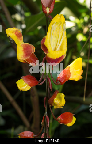 Réveil indien vigne, Thunbergia mysorensis, dans une serre Banque D'Images