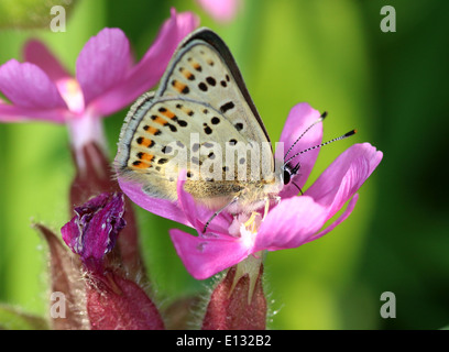 La macro image détaillée fuligineux mâle papillon Lycaena tityrus (cuivre) sur une fleur pourpre Banque D'Images