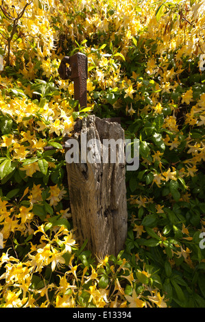 Masses d'abondantes fleurs délicates de couleur moutarde jaune vif fleurs rhododendrons un signe du printemps Banque D'Images