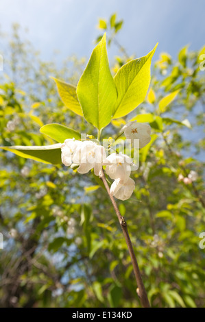 Nouveau les jeunes bourgeons de fleurs de montagne silverbell arbre le snowdrop également Banque D'Images