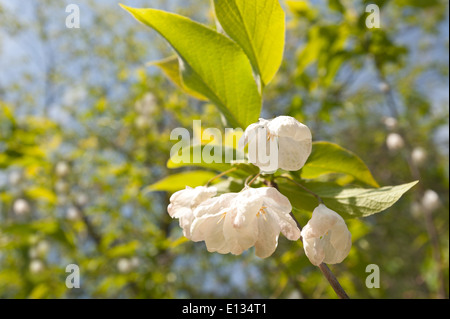 Nouveau les jeunes bourgeons de fleurs de montagne silverbell arbre le snowdrop également Banque D'Images