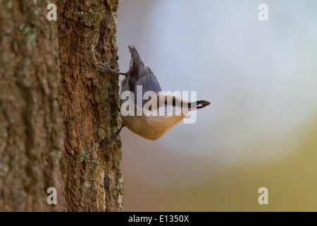 Sittelle à tête brune avec des semences, perché sur le côté de l'arbre Banque D'Images