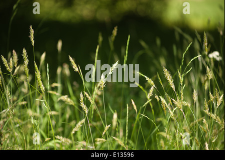 Prairie d'herbes herbe spike debout source de pollen hayfever Banque D'Images