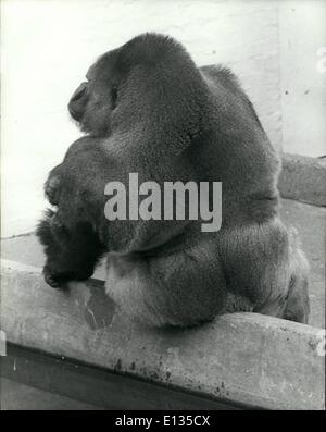 Le 26 février 2012 - L'hiver de mécontentement : Bukhama, un gorille de seize ans dans le zoo de Dudley dans les Midlands de l'Ouest est tellement marre de l'hiver et tous ses problèmes qu'il a décidé que la meilleure chose à faire était juste tourner le dos à tout cela. Banque D'Images