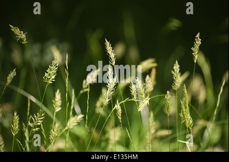 Prairie d'herbes herbe spike debout source de pollen hayfever Banque D'Images