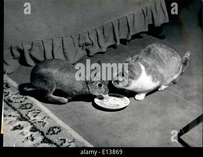 29 février 2012 - ''hat, avez-vous arrivé : étrange paire à la soucoupe sont Gingembre, expier cuto s'est avéré être une fin, elle a adopté son Bunny, rigglenose ar élevés avec sa propre portée de chatons sur Clapton, Furn bry Bunny isnow très domestiqué et vit avec le chat, ki chiots, qui sont la famille de E.M.funner Johnson et Banque D'Images