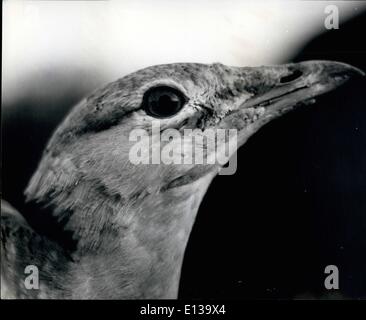 29 février 2012 - Le retour des grandes outardes. L'un des oiseaux les plus rares de l'Europe, aussi grand qu'une Turquie va être rétablie en Grande-Bretagne comme un oiseau d'élevage. La seule Outardes dans le pays sont aujourd'hui à un zoo privé au Weston Underwood, Bucks., et au printemps, ils seront placés dans une réserve dans la plaine de Salisbury avec l'objet de leur reproduction. M. Christopher Merler, propriétaire du zoo, a importé deux mâles et quatre femelles outardes du Portugal, à l'idée de créer la communauté d'élevage. Il espère qu'ils vont se perpétuer dans un délai de trois ans Banque D'Images