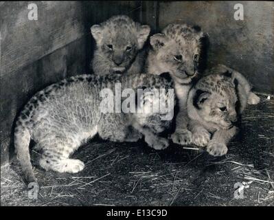 Mars 02, 2012 - Ils étaient cinq. Au Zoo de la ''Platte'' à Frauenfeld, il y a un mois un quintuple du lion est né, ce qui est très rare chez les lions. Un chiot est mort peu après. OPS : Les quatre de gauche un quintuple du lion de la naissance. Banque D'Images