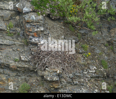 Nid de faucons à pattes rugueuses situé dans la réserve faunique nationale du delta du Yukon. Le faucon fait partie d'un relevé de rapaces mené en hélicoptère au-dessus des montagnes Kilbuck, offrant de précieuses informations sur les populations de rapaces. Banque D'Images