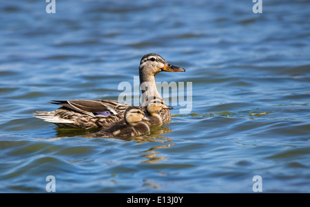 Femelle Canard colvert (Anas platyrhynchos) et deux canetons nager dans le lac Banque D'Images