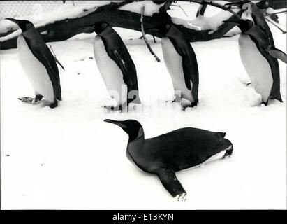 Mars 02, 2012 - Les pingouins profitant de la neige et de la glace de zoo de Bâle. Au zoo de Bâle, en Suisse, les pingouins sont vu profiter de la neige et la glace : certains sont sur collègue glissant sur son ventre. Keystone Zurich 81-1-14 Banque D'Images