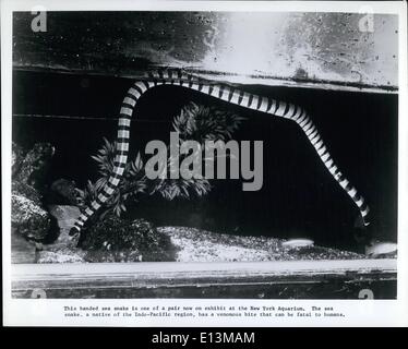 Mars 02, 2012 - C'est un serpent de mer en bandes d'une paire en exposition actuellement à l'Aquarium de New York. Le serpent de mer, originaire de la région Indo - région du Pacifique a une morsure venimeuse qui peuvent être mortelles pour les humains.L'Aquarium de New York expose les serpents de mer : Brooklyn, N.Y. -- alors que la question de savoir si ou pas un monstre de mer se cache dans le Loch Ness, l'Écosse reste hypothétique, Brooklyn a maintenant un serpent de mer de ses propres -- deux serpents de mer, en fait. Une paire de serpents de mer a été mis sur l'exposition dans le hall principal de l'Aquarium de New York à Coney Island Banque D'Images