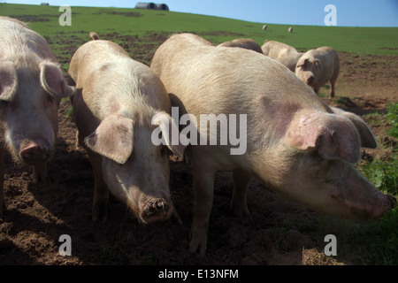 Free Range cochettes - jeunes porcs d'élevage - montrant le logement et comment ils remuer le sol - note pour réduire les anneaux de nez de creuser Banque D'Images