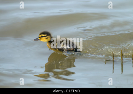 Canard colvert Anas platyrhynchos Canard nouvellement éclos brood Banque D'Images