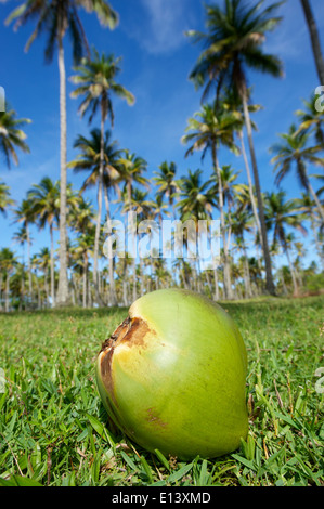 Assis dans la noix de coco de patch grove herbe devant de grands cocotiers vert brésilien sur le ciel tropical Coconut Coast Banque D'Images