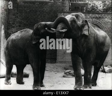 27 mars 2012 - L'amour à première vue : Thaia les 12 ans de l'éléphant du Zoo de Zurich - et donné en cadeau à la Zoo de Copenhague est vite fait des amis avec 15 ans de Chengmai éléphants qui ont pris un grand intérêt pour elle. Il n'a pas fallu longtemps avant qu'ils s'embrassaient et rubing trunks ainsi en 22 mois de temps que le temps d'une grossesse d'éléphant, ils espèrent voir la naissance d'un bébé éléphant. Photo montre : Thaia., à gauche du levier de Chengmai donne un baiser avec son coffre. Banque D'Images