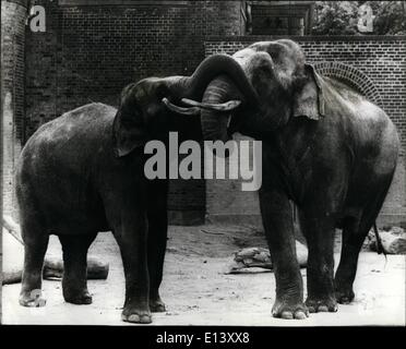 27 mars 2012 - L'amour à première vue : Thaia les 12 ans de l'éléphant du Zoo de Zurich - et donné en cadeau à la Zoo de Copenhague est vite fait des amis avec 15 ans de Chengmai éléphants qui ont pris un grand intérêt pour elle. Il n'a pas fallu longtemps avant qu'ils s'embrassaient et rubing trunks ainsi en 22 mois de temps que le temps d'une grossesse d'éléphant, ils espèrent voir la naissance d'un bébé éléphant. Photo montre : Thaia., à gauche du levier de Chengmai donne un baiser avec son coffre. Banque D'Images