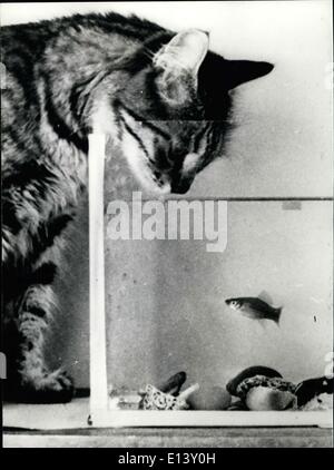 31 mars 2012 - Le chat et le poisson rouge : Tabby tente de se hind si sa valeur le risque de sa colère, de maîtresses les poissons poisson rouge. Banque D'Images