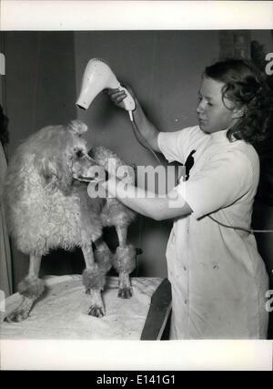 31 mars 2012 - un caniche obtient un sèche après une teinture : quelques minutes sous les cheveux plus secs, et un autre chien sera prêt pour un défilé de mode. Banque D'Images