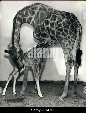 31 mars 2012 - C'est sucer In-Time : quelques instants seulement après la naissance, ce prix bébé girafe Angola est occupé en rentrant à son déjeuner. La jeune, fille de 16-ft. mère ''Maxine'', mesuré à une hauteur de 6 pieds. Le bébé est la première naissance Girafe au zoo de Los Angeles en Californie où il y a plus de jubilation actuel l'événement. Banque D'Images