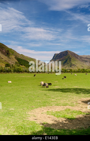 Des moutons paissant sur une après-midi de printemps dans la Lande, Lake District, Cumbria, Royaume-Uni. Banque D'Images