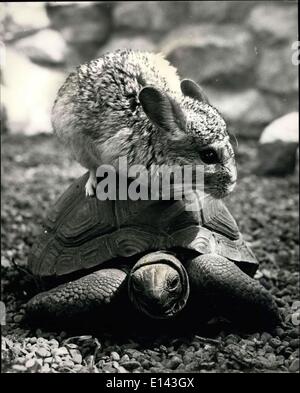 31 mars 2012 - Charme sida la dame : Liz est un charmant jeune chinchilla de Flamingo Park Zoo, Yorkshire - qui estime certainement dans l'aide de son charme pour obtenir ce qu'elle veut. show a récemment eu un problème quand elle voulait obtenir l'ensemble du patch de particulièrement boueux, et elle ne pouvait tout simplement pas être r l'Adi d'obtenir son joli chat chinchilla. humide alors elle veulent jusqu'à Sebastian. La vieille tortue et demandé son aide. et étant gallant vieux monsieur il n'était que trop heureux d'aider cette charmante jeune femme - elle a sauté vers le haut dans le dos, et a été organisée en toute sécurité à travers l'et Banque D'Images