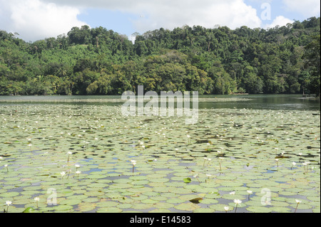 Fleurs aquatiques à Isla de las Flores sur la rivière Dulce près de Livingston au Guatemala Banque D'Images