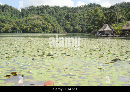 Fleurs aquatiques à Isla de las Flores sur la rivière Dulce près de Livingston au Guatemala Banque D'Images