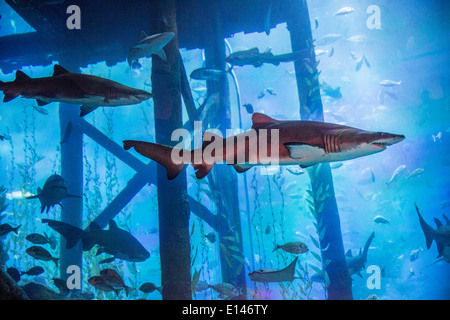 Emirats Arabes Unis, Dubaï, l'aquarium de Dubai Mall Banque D'Images