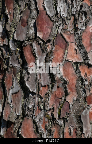 [écorce d’arbre] Banque D'Images