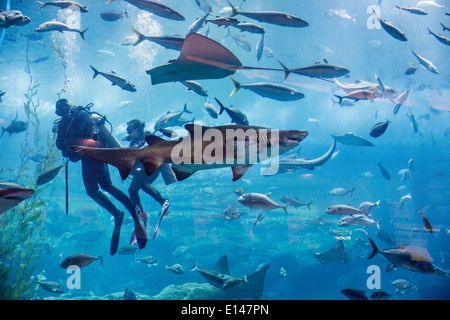 Emirats Arabes Unis, Dubaï, l'aquarium de Dubai Mall. La plongée sous-marine. Banque D'Images